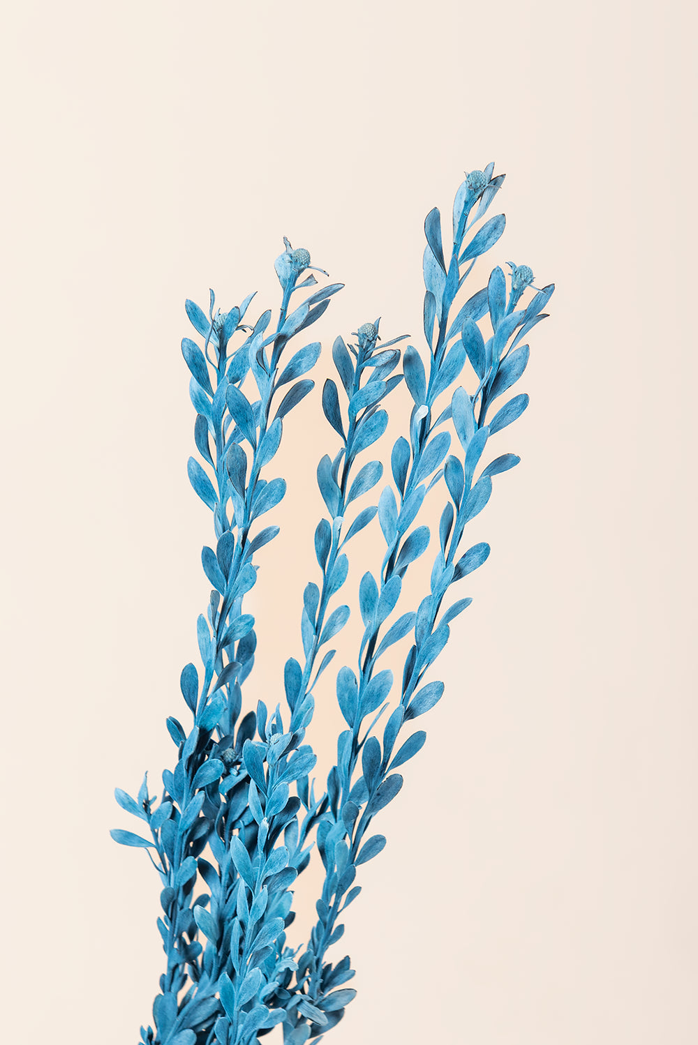 Pubescens