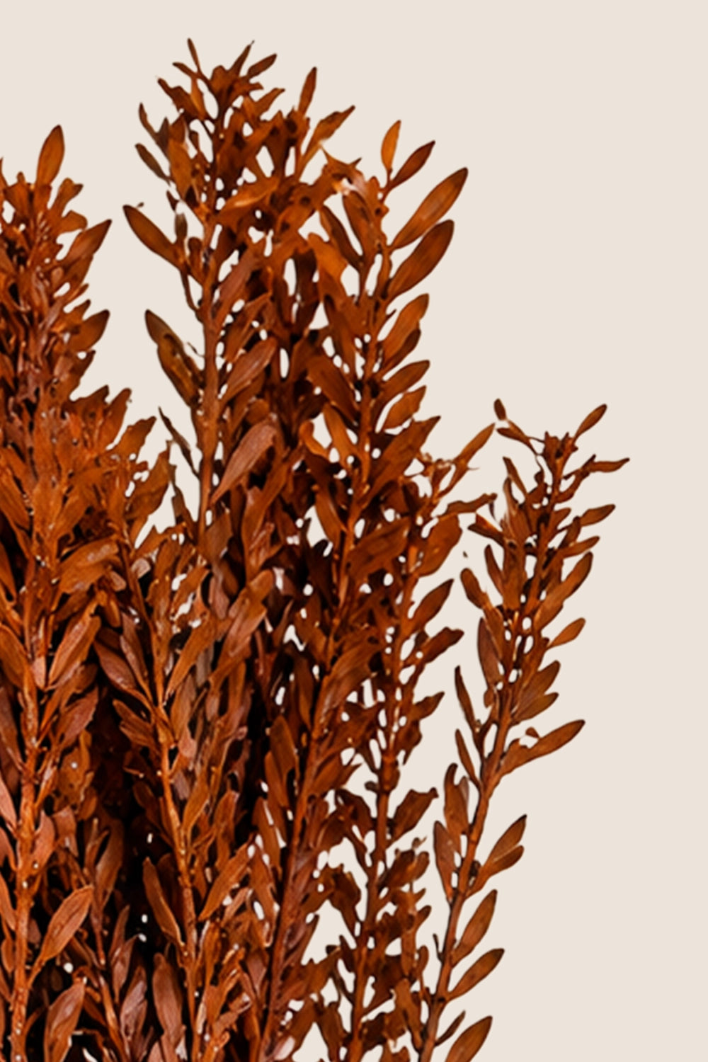 Pubescens