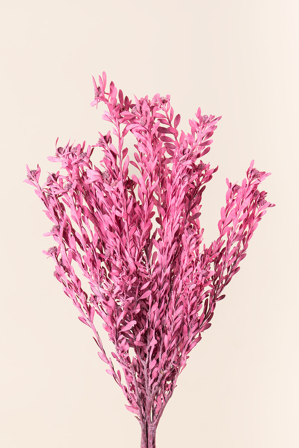Pubescens