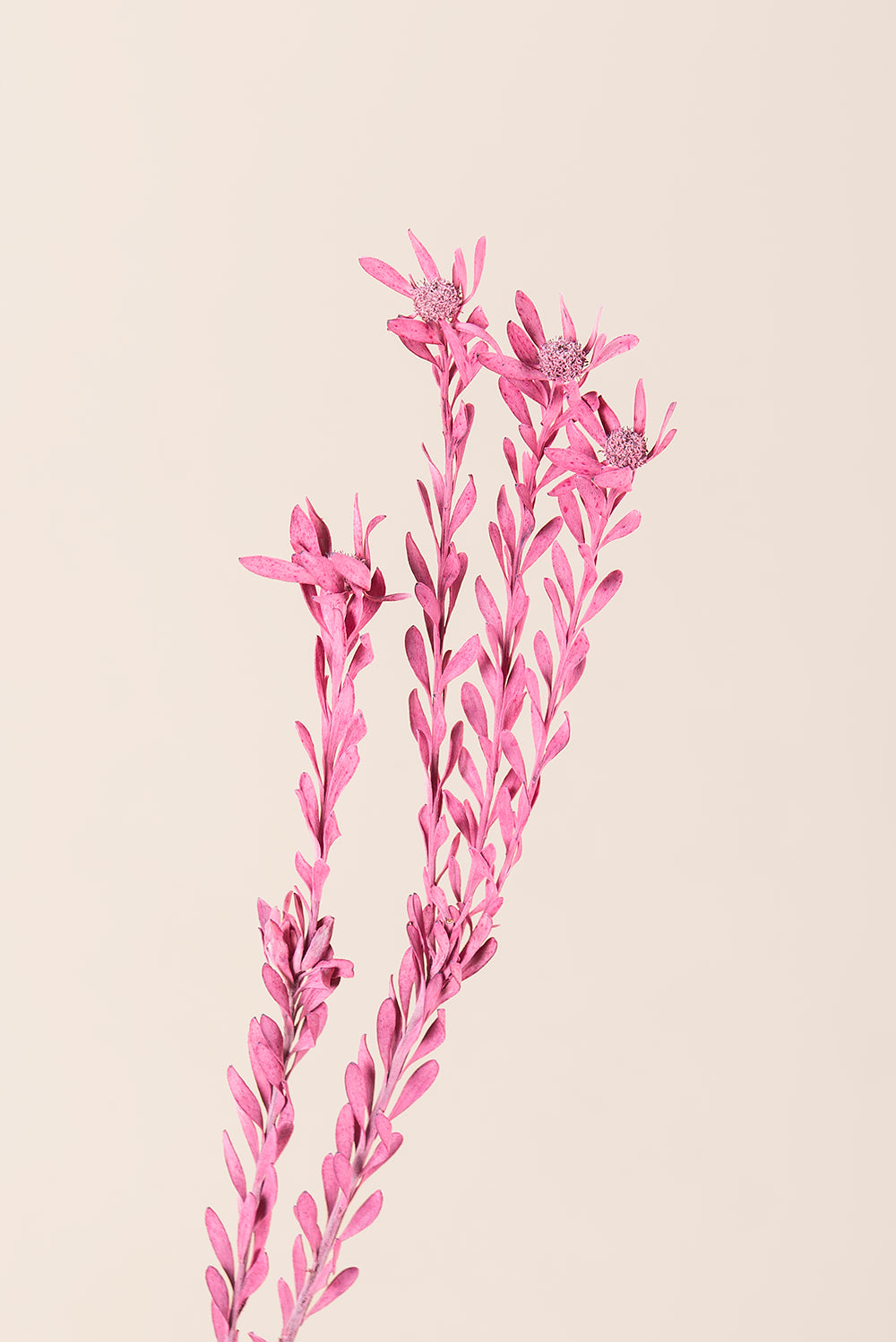 Pubescens