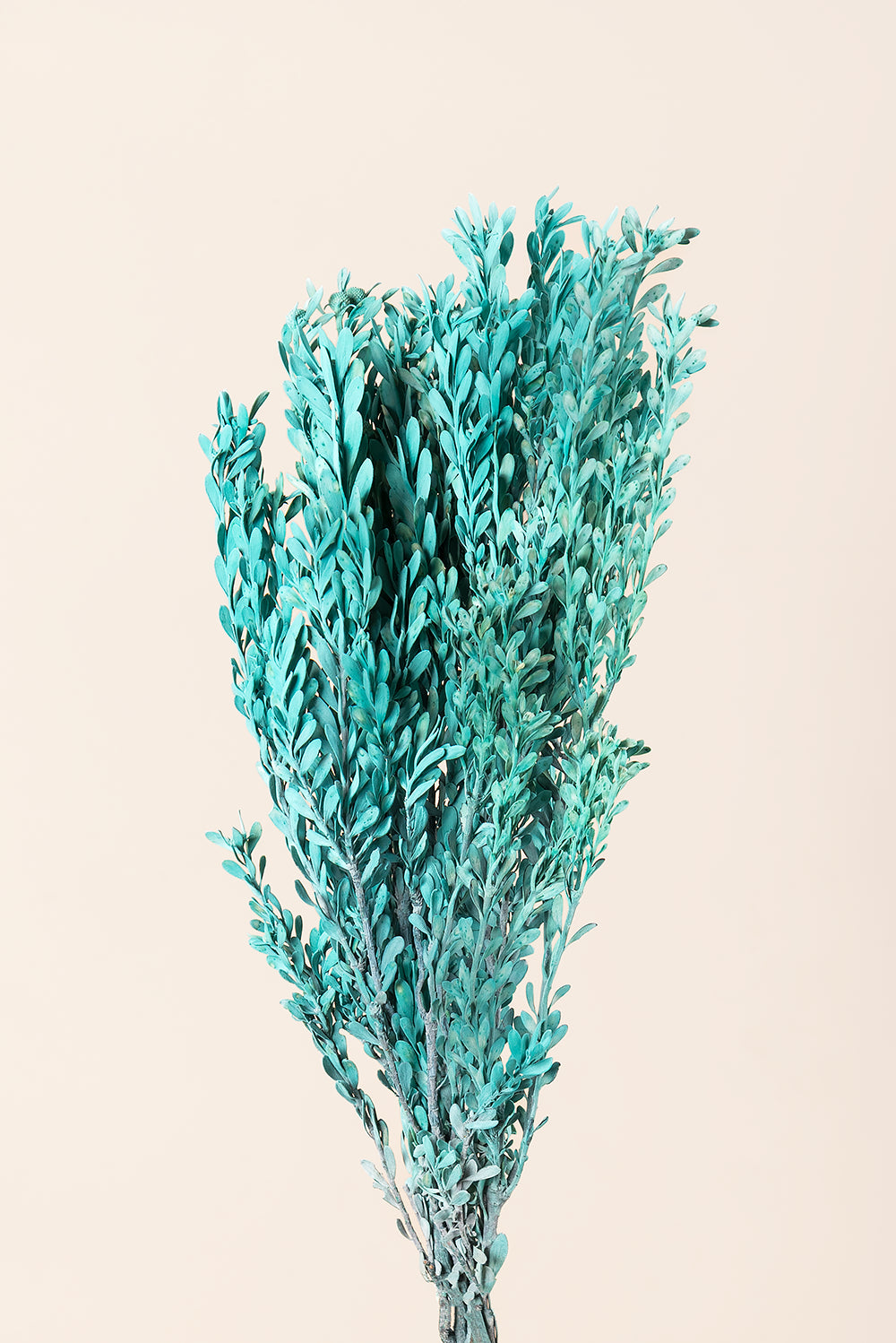 Pubescens