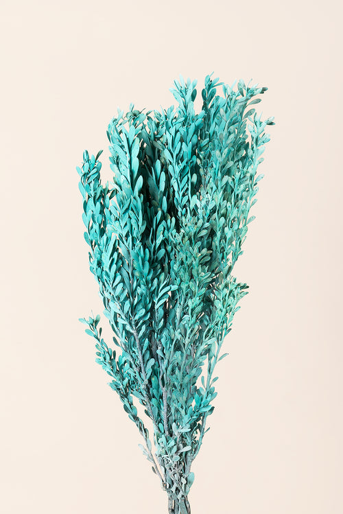 Pubescens