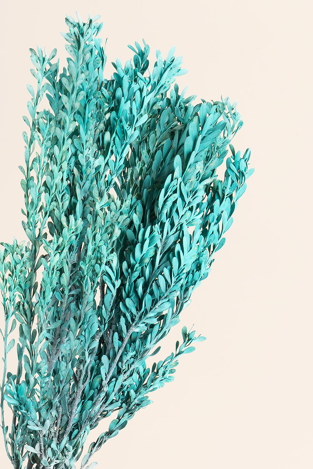 Pubescens