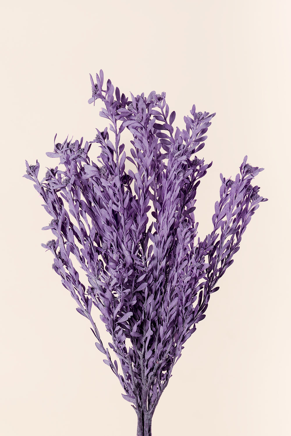Pubescens