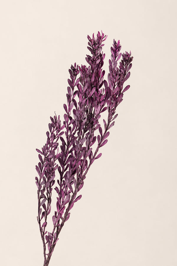 Pubescens