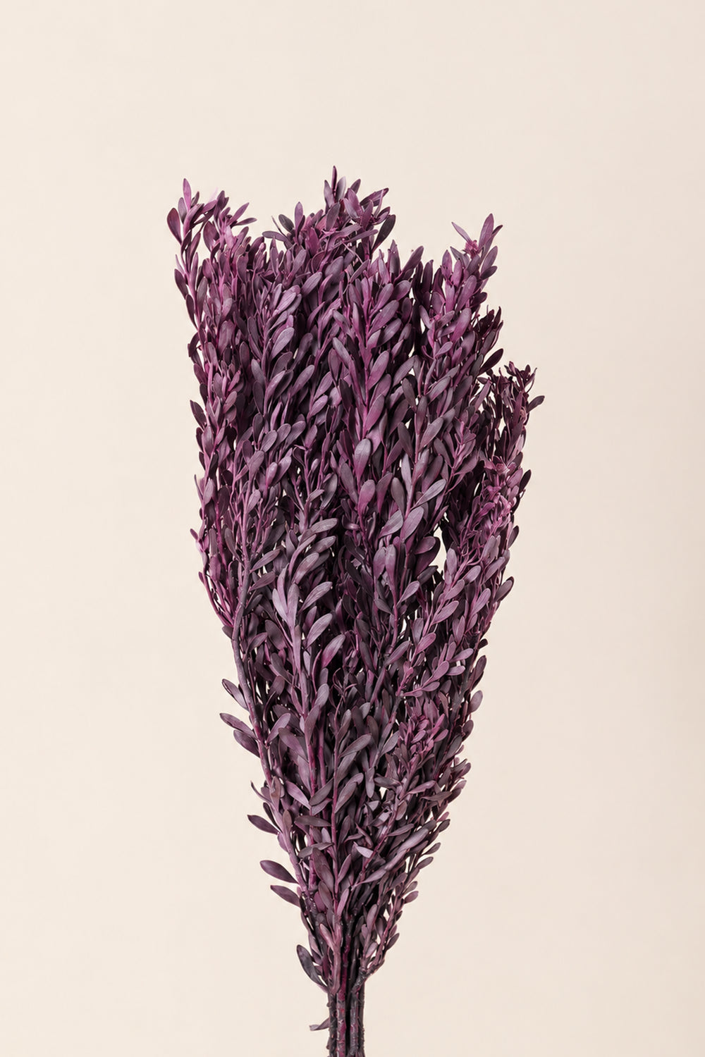 Pubescens