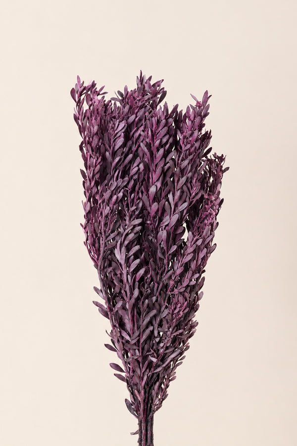 Pubescens