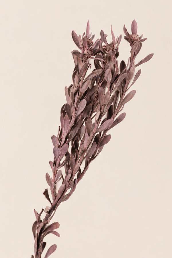 Pubescens