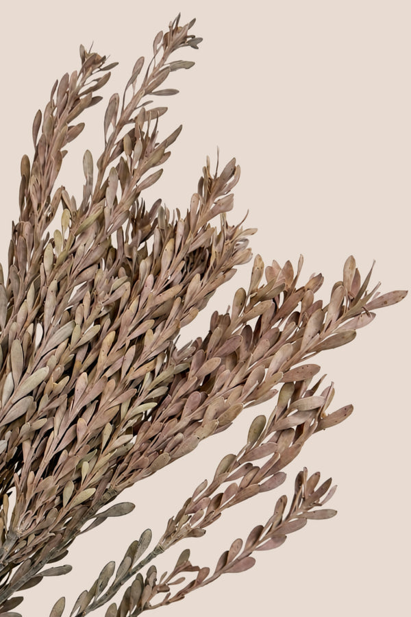 Pubescens