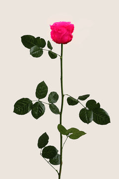 Leuchtend Rosa