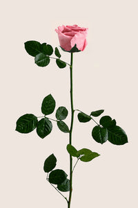 Cerise Vintage