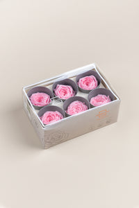 Rose pâle