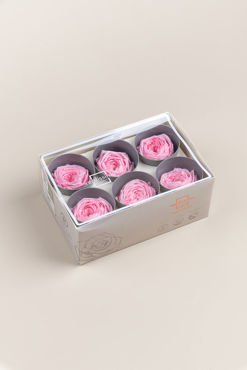 Rose Garden - Box mit 6 Köpfen