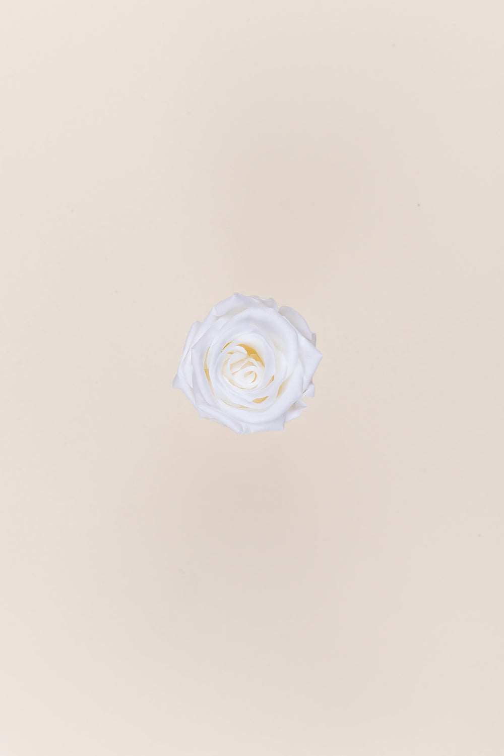 Rose Medium - Box 8 heads