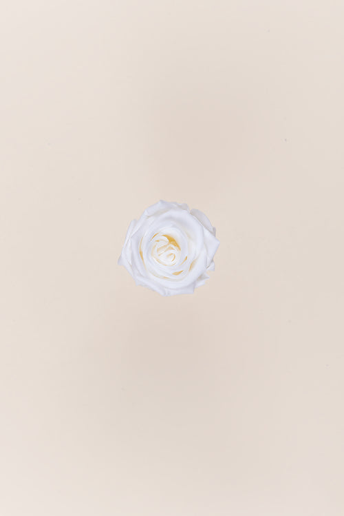 Rose Medium Bulk - Pack 192 u.