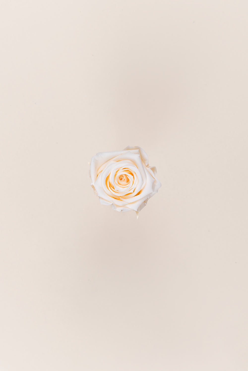 Rose Medium - Box 8 heads