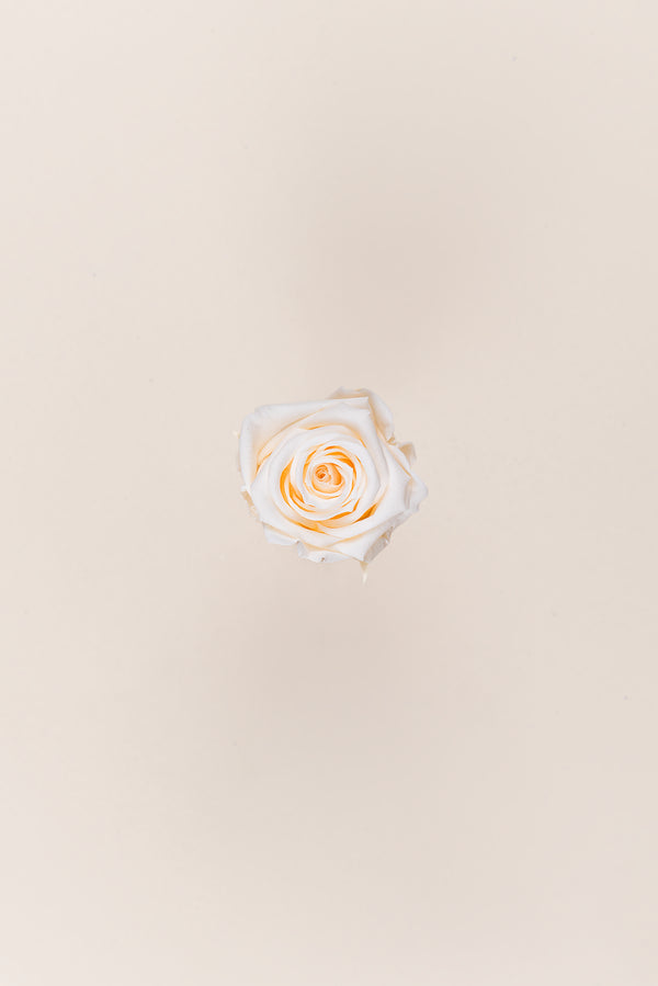 Rose Medium - Box 8 heads