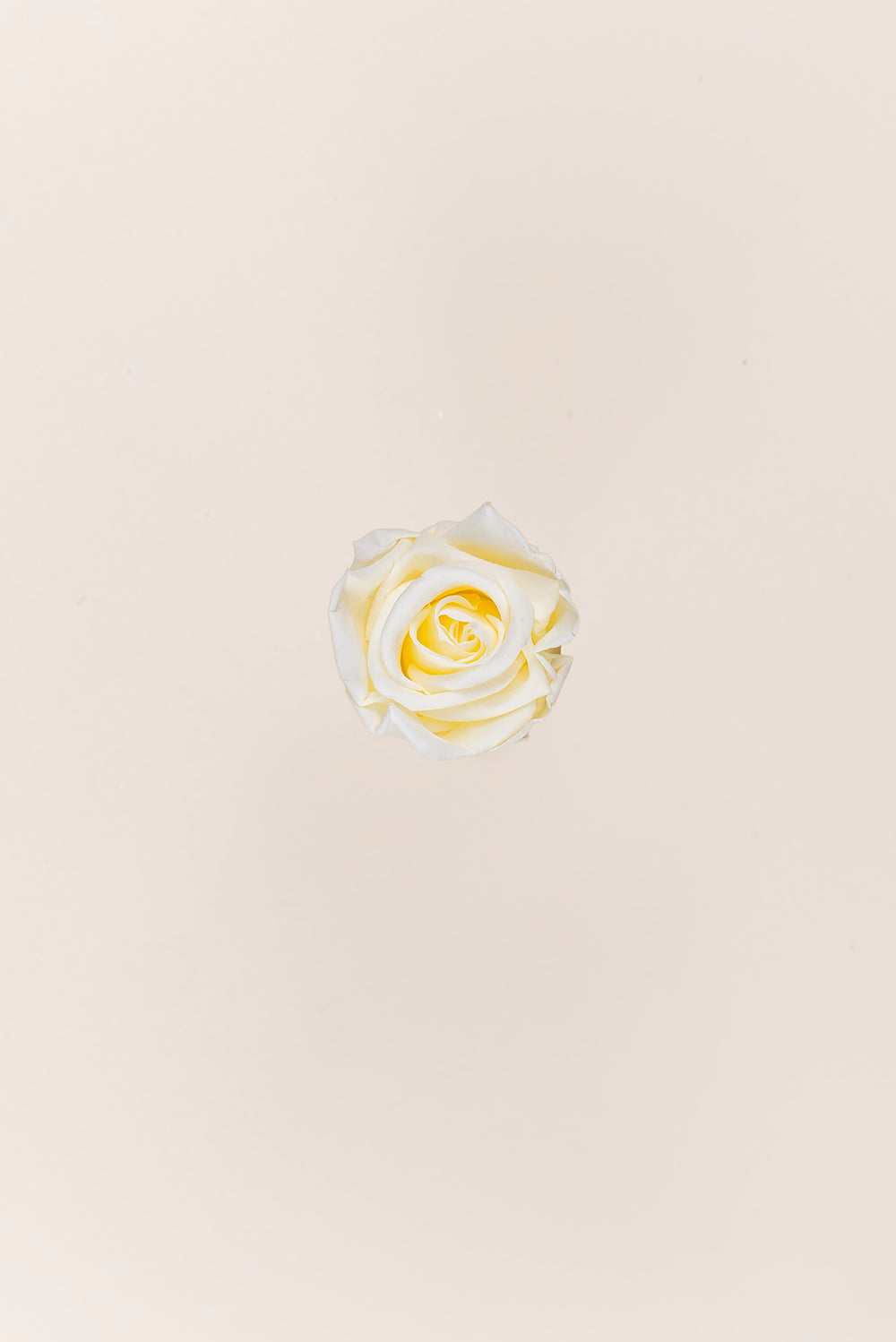 Rose Medium - Box 8 heads