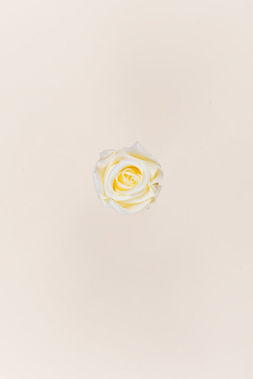 Rose Medium Bulk - Pack 192 u.