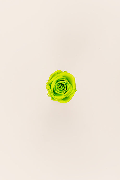 Rose Medium Bulk - Pack 192 u.