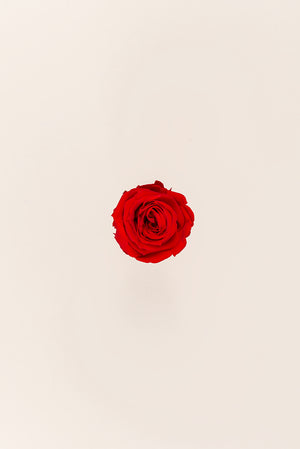 Rose médium en vrac - Paquet de 192 u.