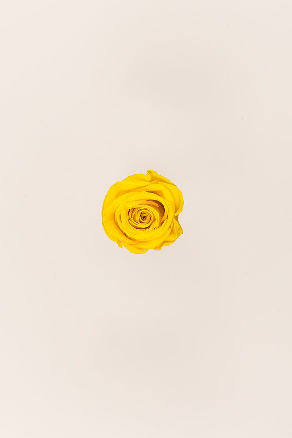 Rose Medium - Box 8 heads