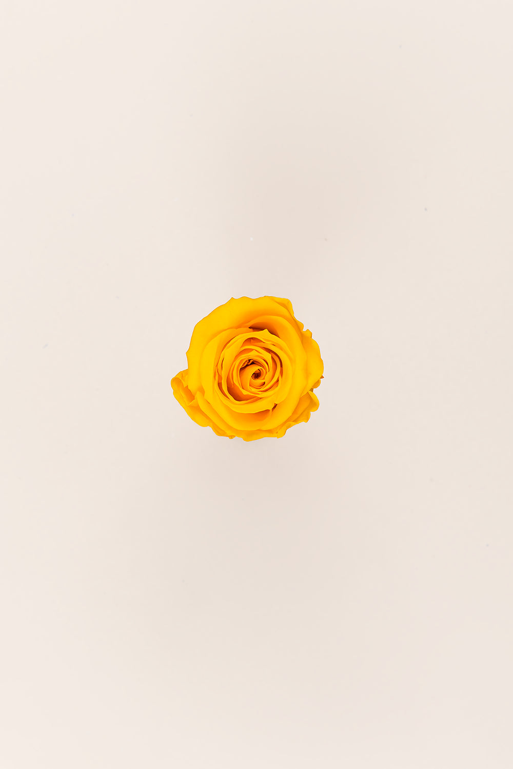 Rose Medium - Box 8 heads