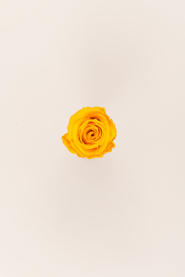 Rose Medium - Box 8 heads