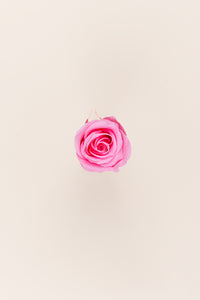 Rose pâle