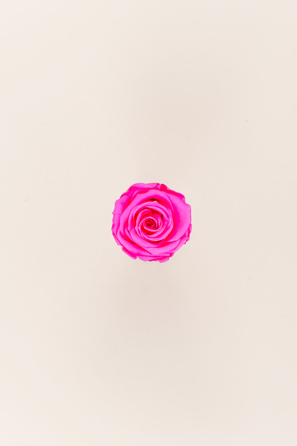 Rose Medium - Box 8 heads