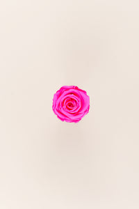 Rose vif
