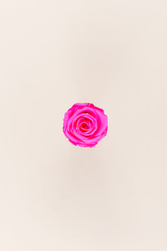 Rose vif