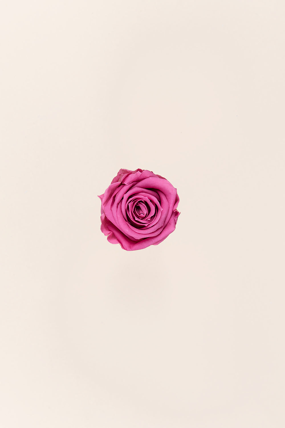 Rose Medium - Box 8 heads