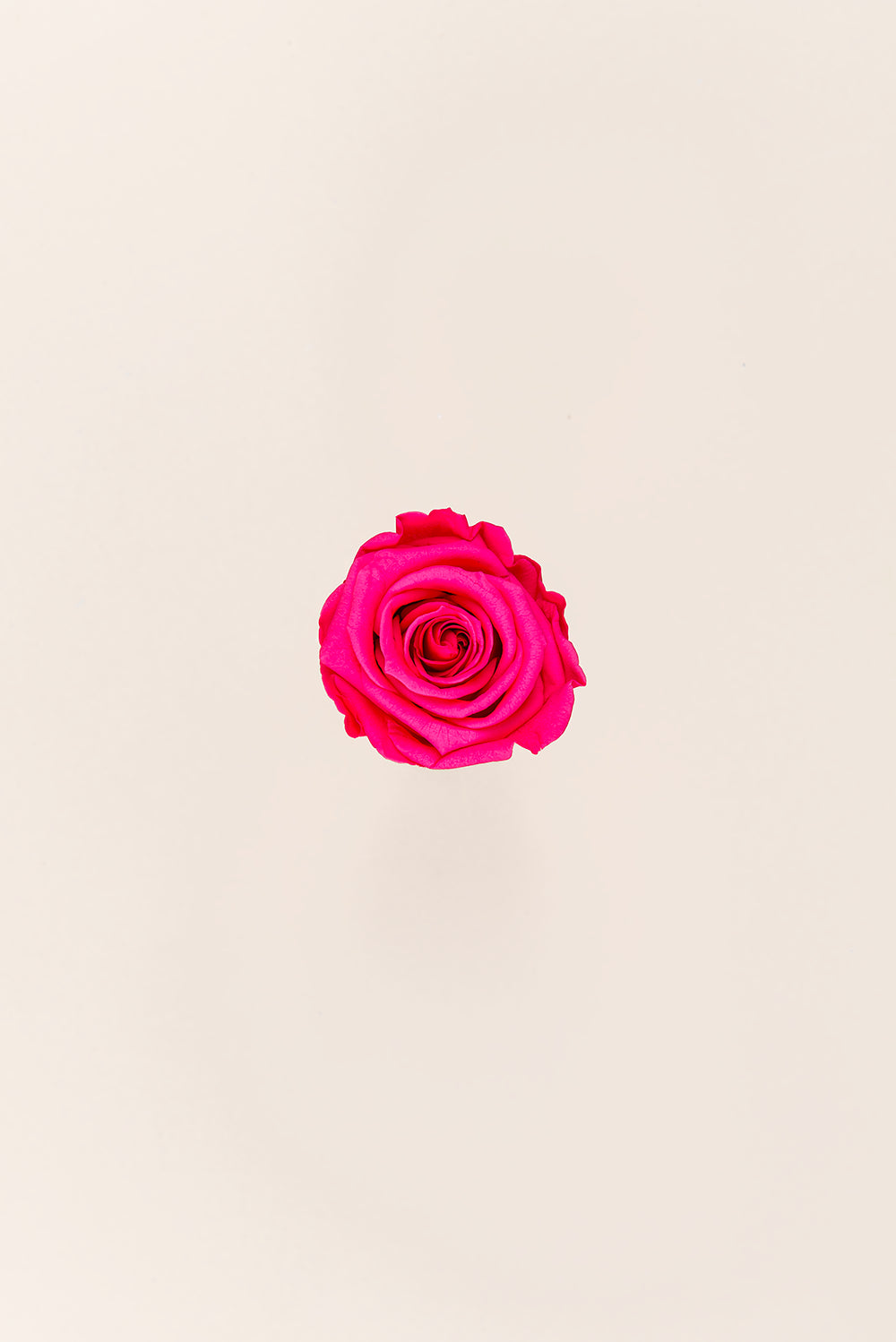 Rose Medium - Box 8 heads
