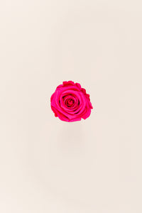 Rose foncé