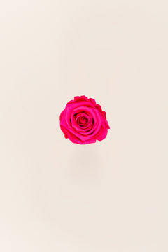 Rose foncé