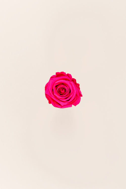 Rosa Mediana a Granel - Pack 192 u.