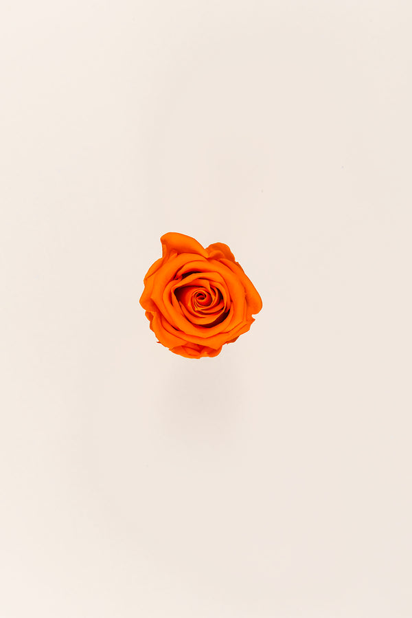 Rose Medium - Box 8 heads