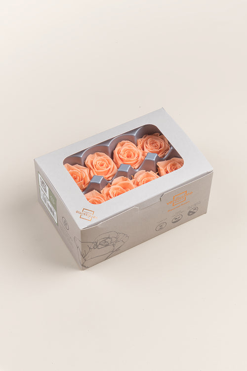 Rosa Mediana - Caja de 8 cabezas