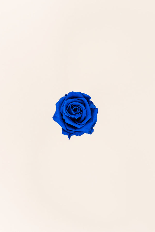 Rose Medium - Box 8 heads