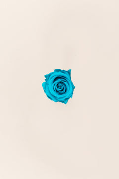 Turquoise vif