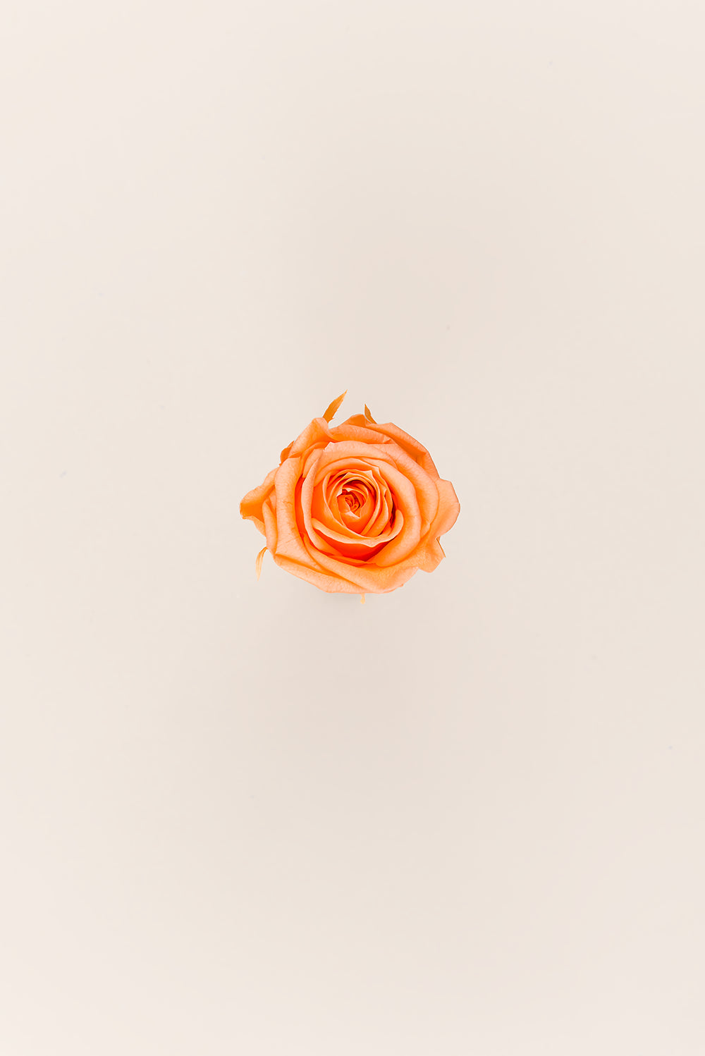 Rose Medium - Box 8 heads