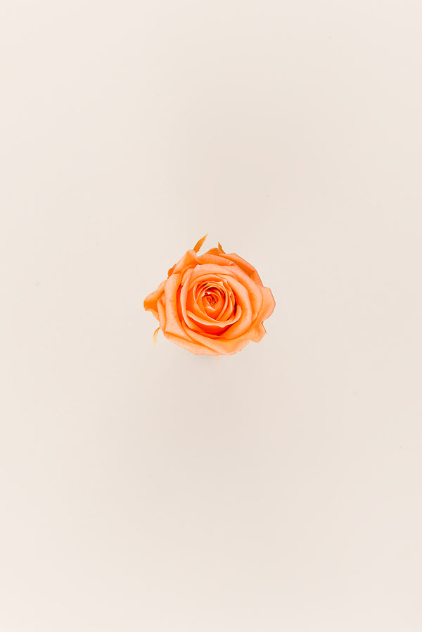 Rose Medium - Box 8 heads