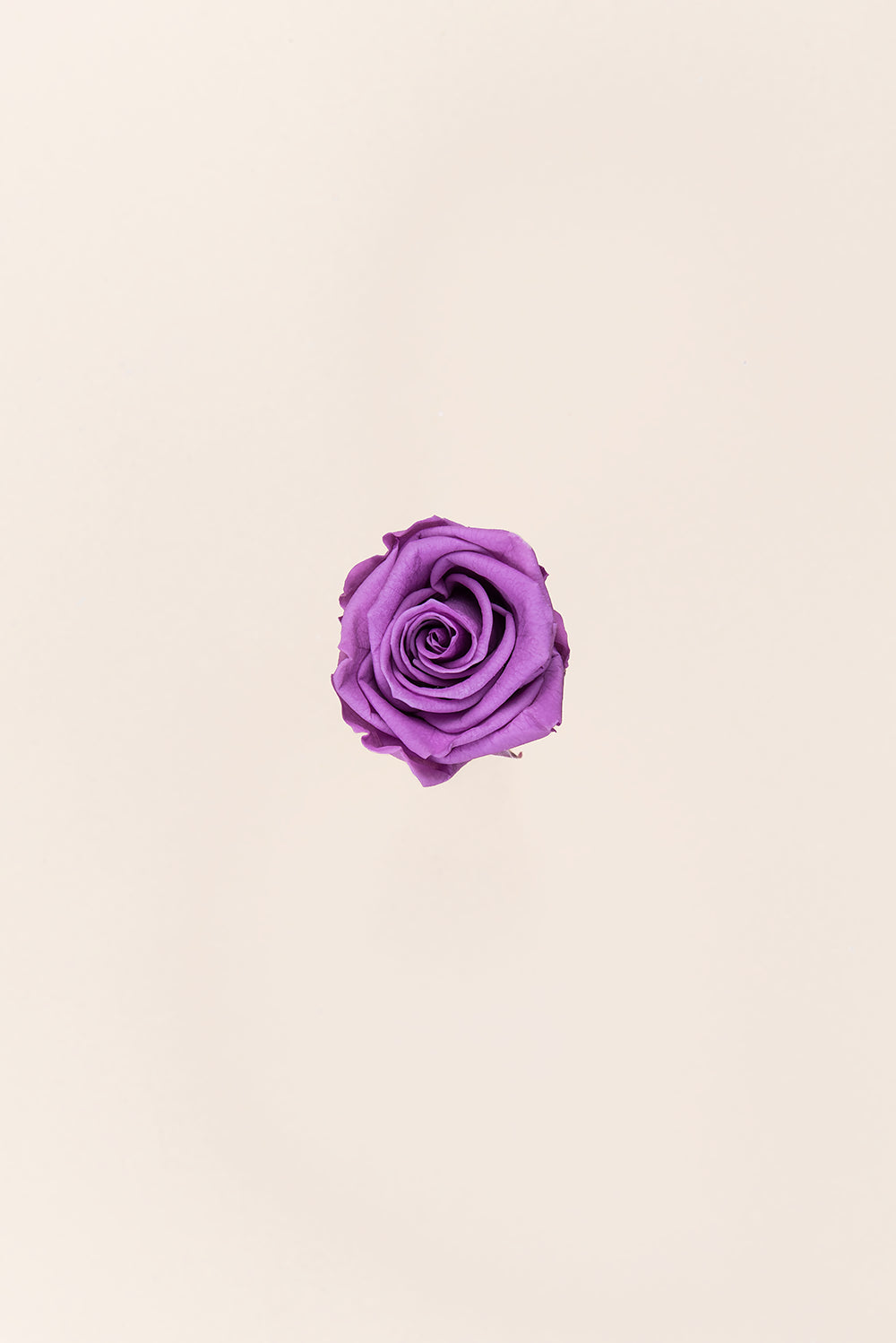 Rose Medium - Box 8 heads