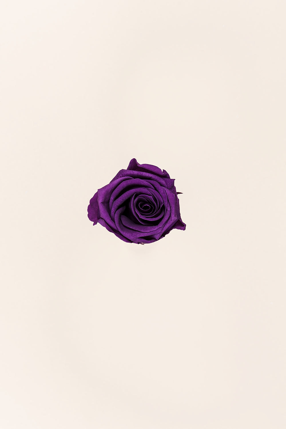 Rose Medium - Box 8 heads