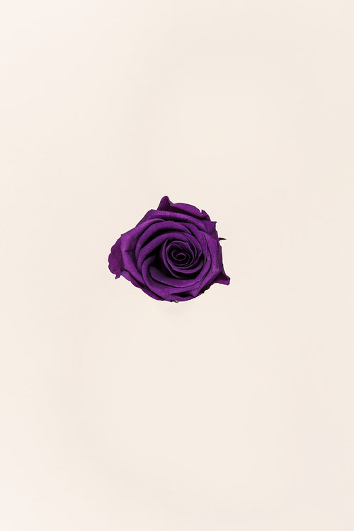 Rosa Mediana a Granel - Pack 192 u.