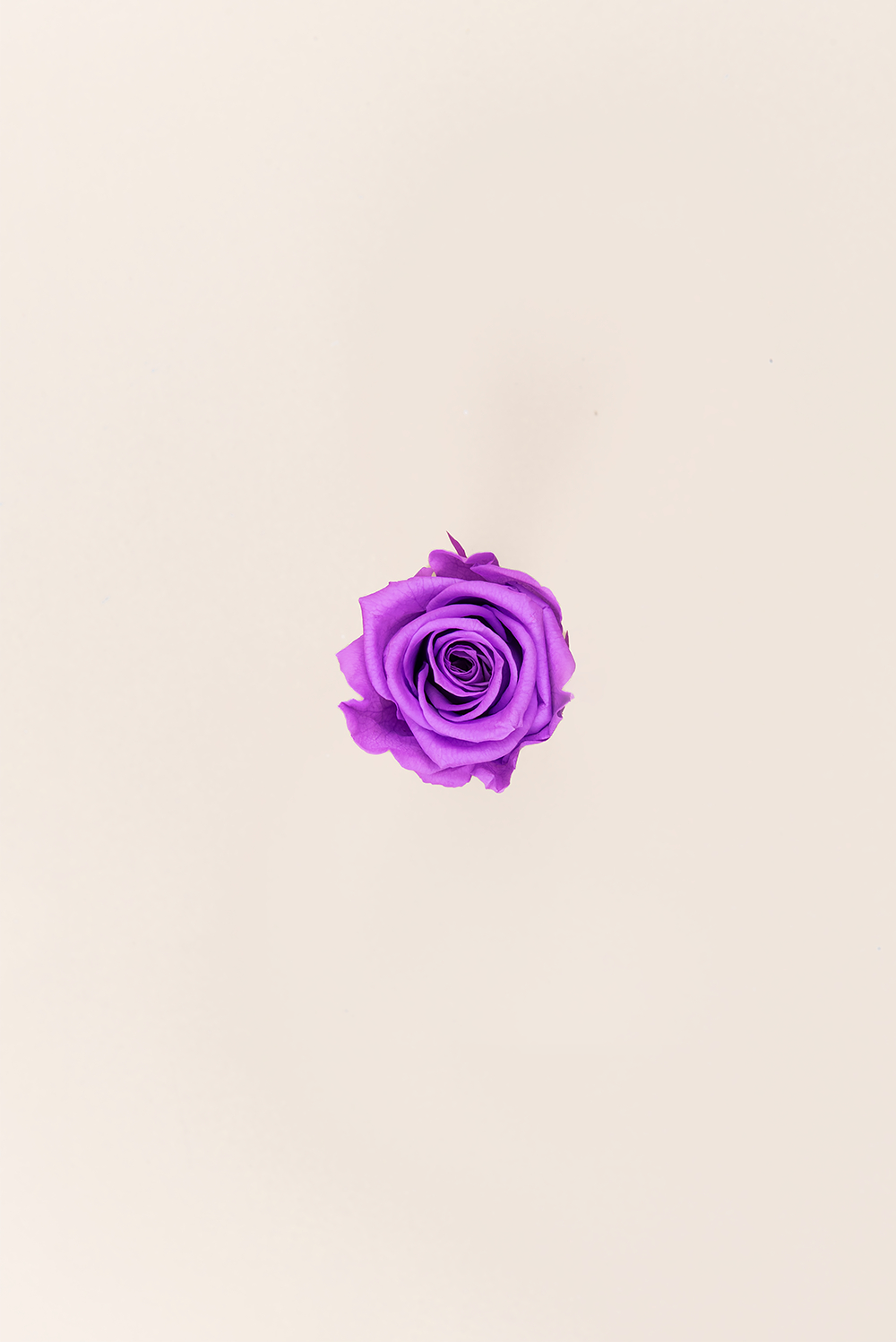 Rose Medium - Box 8 heads