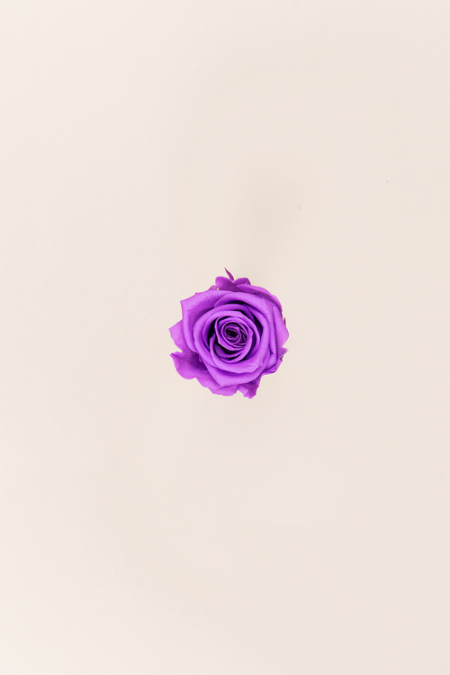 Rose Medium Bulk - Pack 192 u.