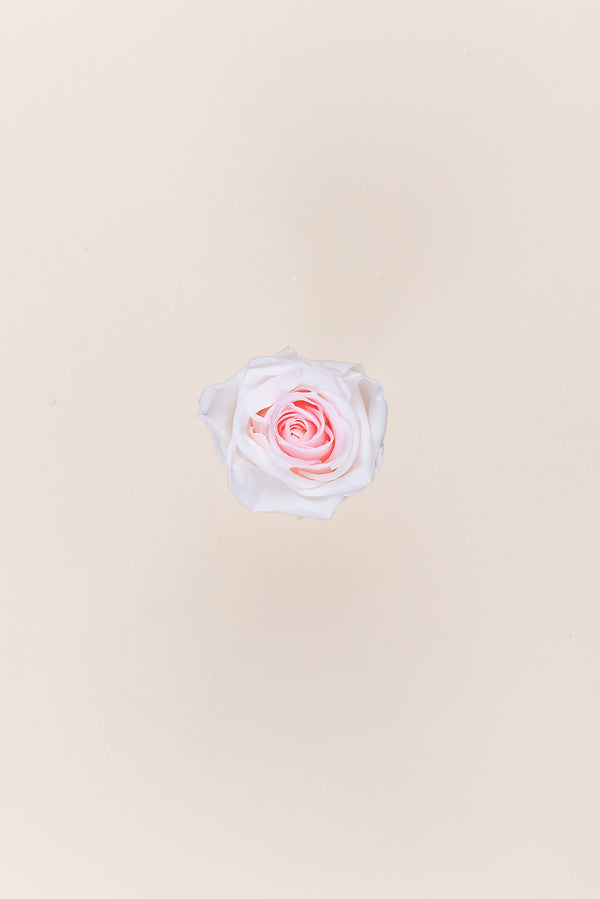 Rose Medium - Box 8 heads