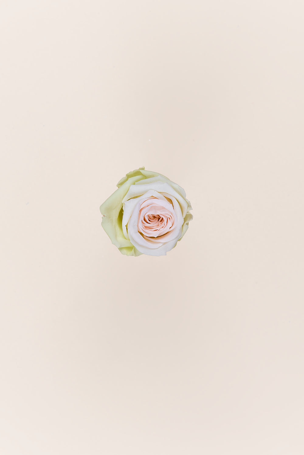 Rose Medium - Box 8 heads